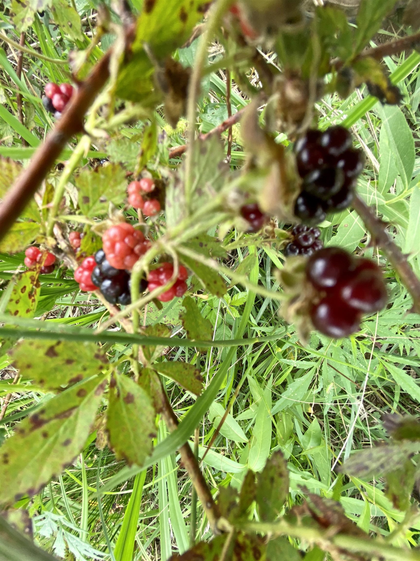 1380 4000th Road Elk City, KS 67344 - Photo 9 of 34