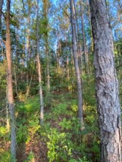 Tbd South Morgan Road Folsom, LA 70437 - Photo 3 of 11 Gallery Image 3