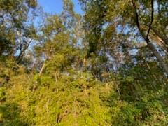Tbd South Morgan Road Folsom, LA 70437 - Photo 4 of 11 Gallery Image 4