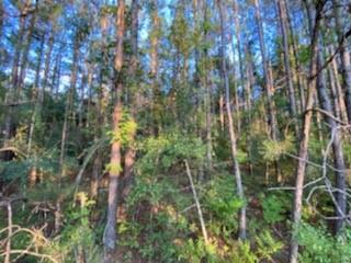 Tbd South Morgan Road Folsom, LA 70437 - Photo 5 of 11 Gallery Image 5