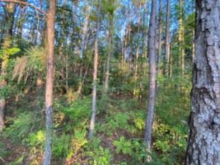 Tbd South Morgan Road Folsom, LA 70437 - Photo 10 of 11 Gallery Image 10