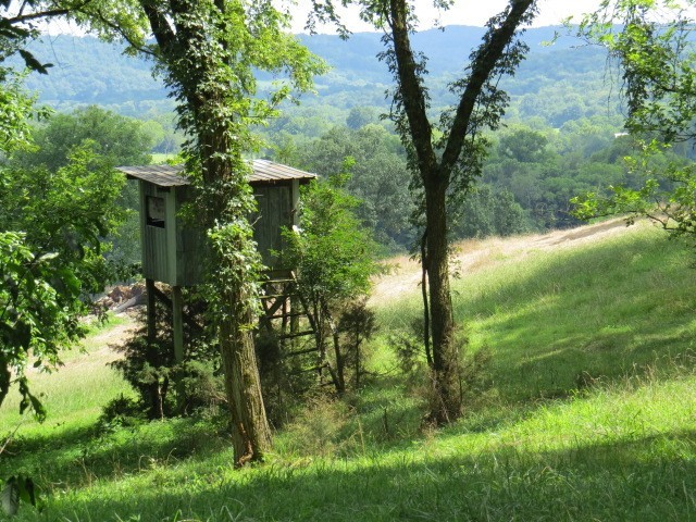 353 Major Road Cornersville, TN 37047 - Photo 72 of 74 a backyard of a house with lots of green space