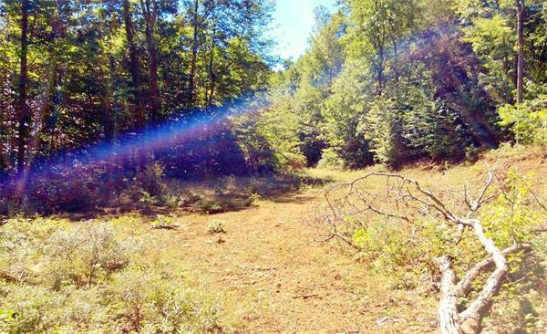 24 Reed Hill Road Wales, MA 01081 - Photo 2 of 15