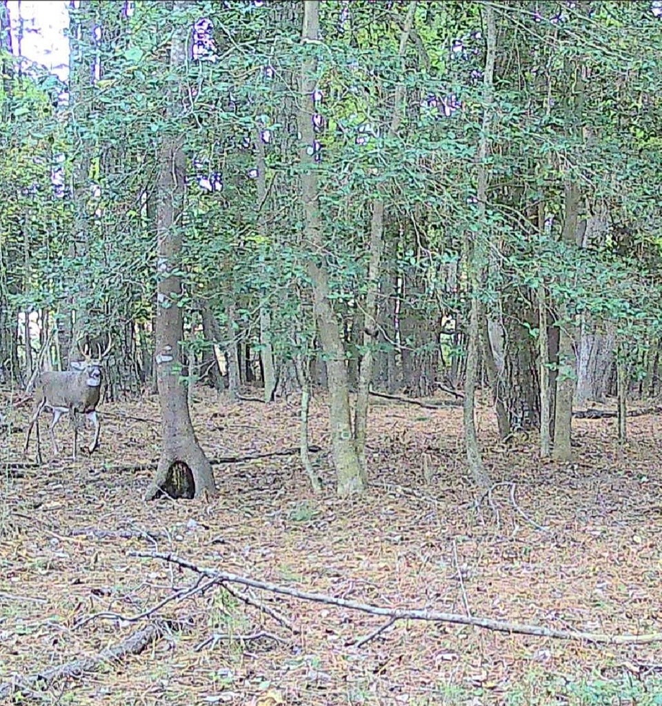 11.770 Daugherty Road Onancock, VA 23417 - Photo 3 of 13