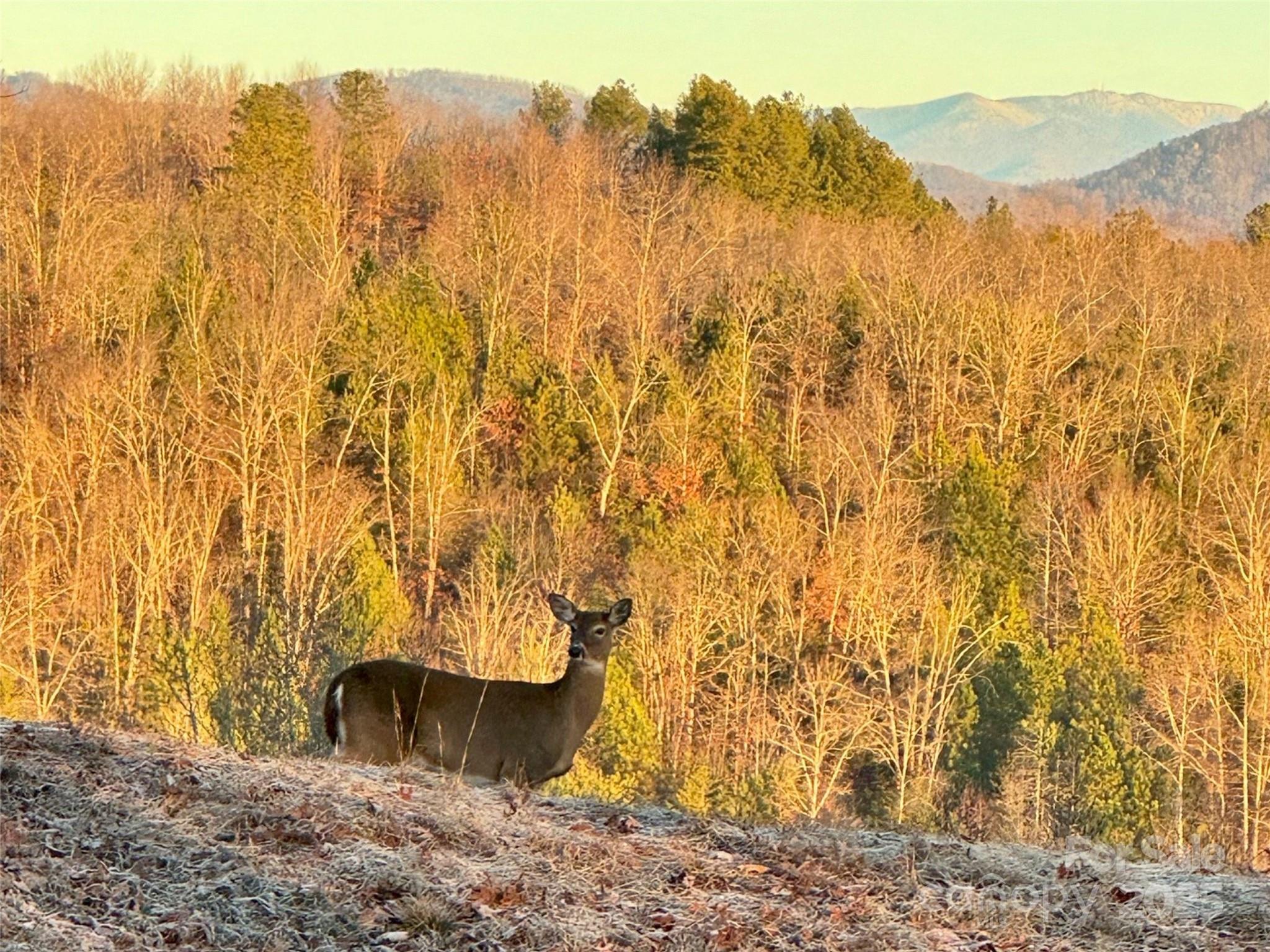 0 South Cross Creek Trail Mill Spring, Unit 12 Mill Spring, NC 28756 - Photo 8 of 9