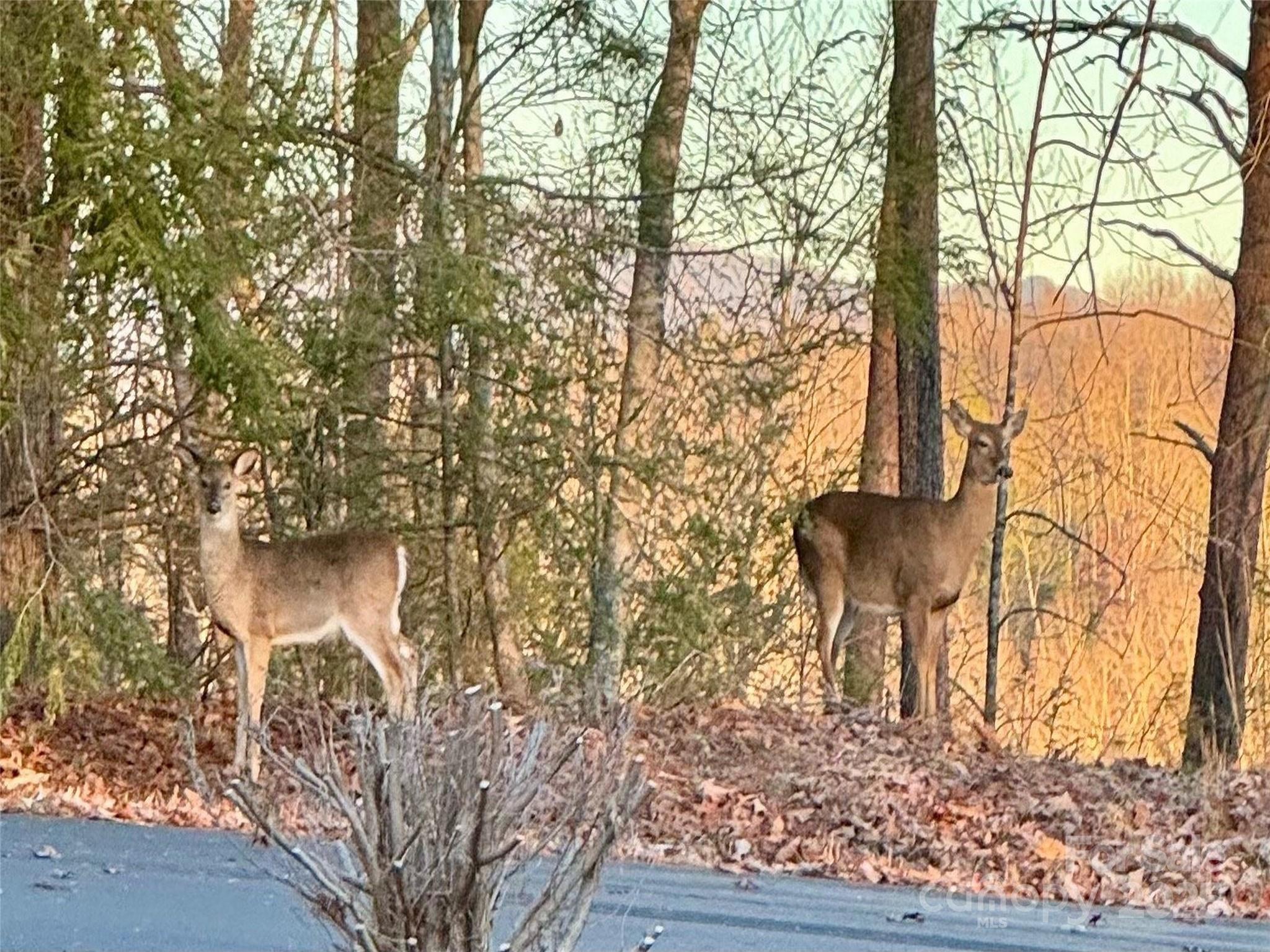0 South Cross Creek Trail Mill Spring, Unit 12 Mill Spring, NC 28756 - Photo 9 of 9
