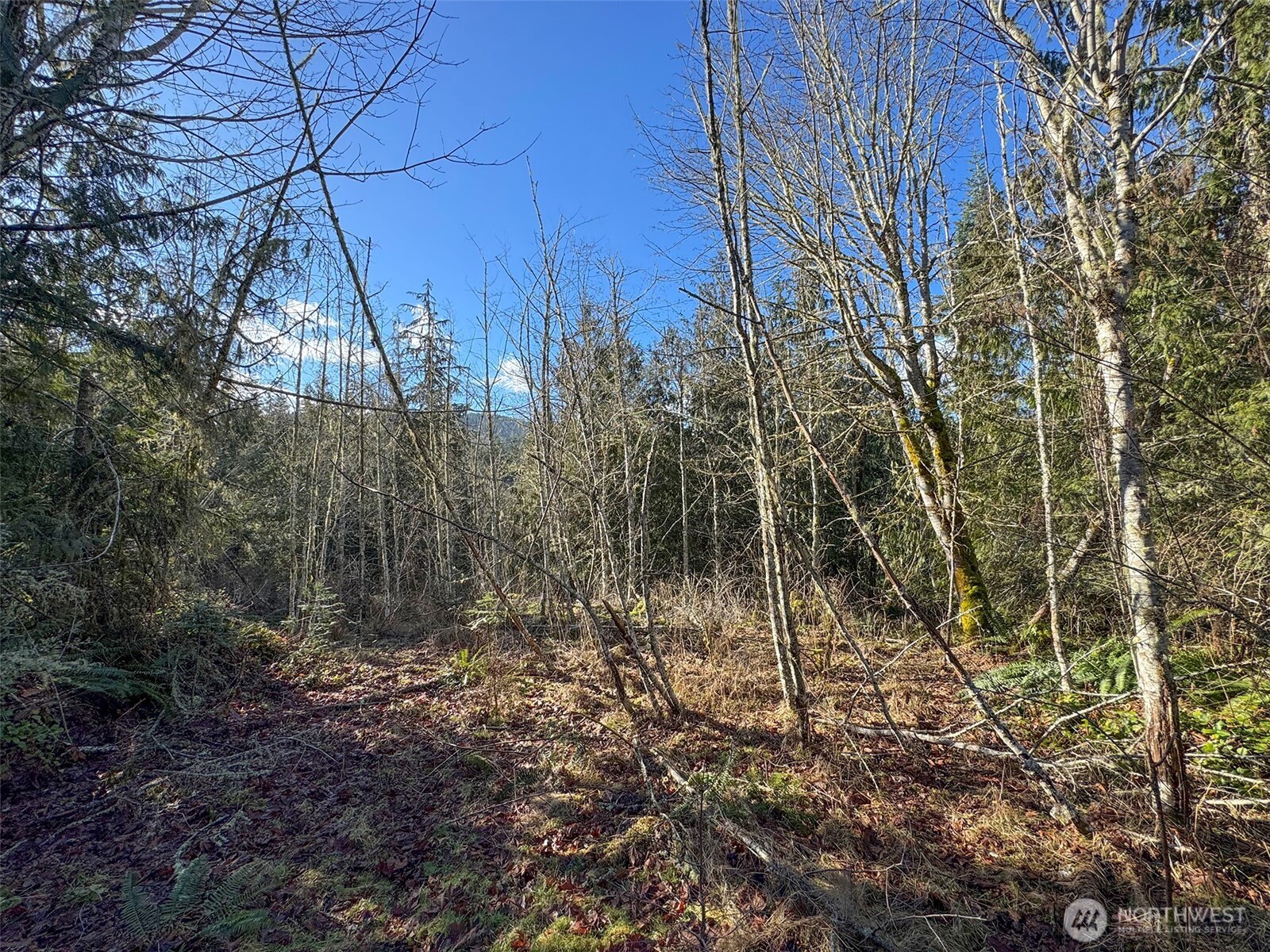 0 East Angeles Ridge Road Port Angeles, WA 98362 - Photo 20 of 29 a backyard of a house with lots of green space