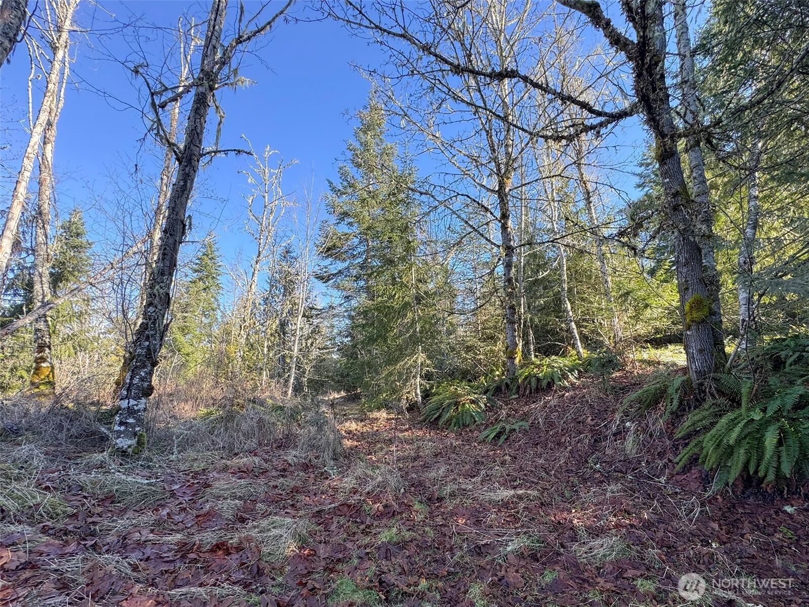 0 East Angeles Ridge Road Port Angeles, WA 98362 - Photo 22 of 29 a view of a yard with lots of trees