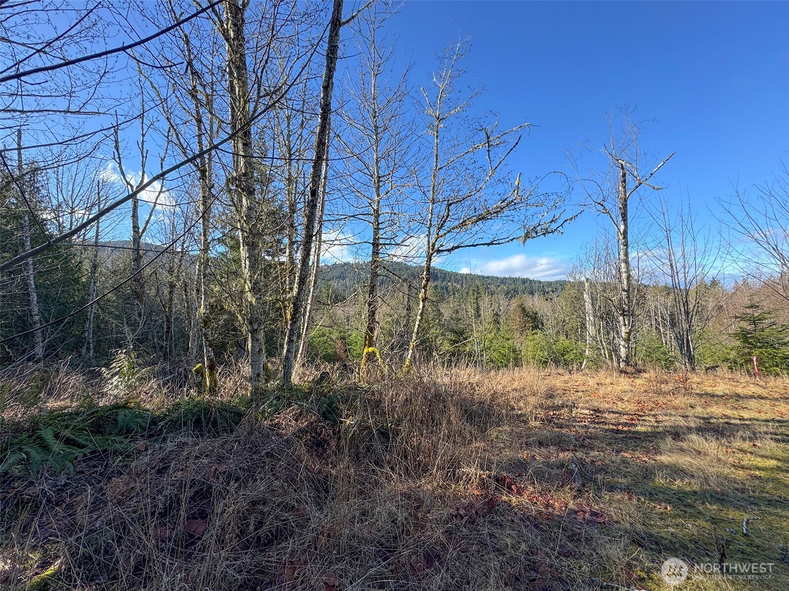 0 East Angeles Ridge Road Port Angeles, WA 98362 - Photo 9 of 29 a backyard of a house with lots of green space