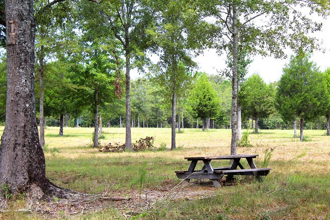 20-ac Christian Life Road DeFuniak Springs, FL 32433 - Photo 1 of 23 a park view with a tree
