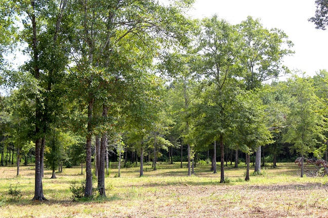 20-ac Christian Life Road DeFuniak Springs, FL 32433 - Photo 14 of 23 a view of a park with tree s