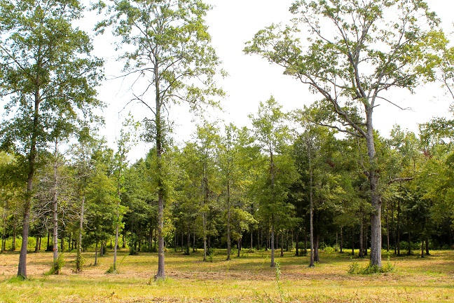 20-ac Christian Life Road DeFuniak Springs, FL 32433 - Photo 15 of 23 a view of a swimming pool with trees