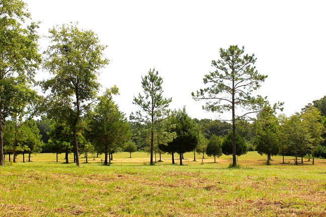 20-ac Christian Life Road DeFuniak Springs, FL 32433 - Photo 16 of 23 a view of tennis in front of lake and trees