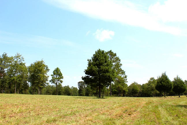 20-ac Christian Life Road DeFuniak Springs, FL 32433 - Photo 19 of 23 a view of garden with trees