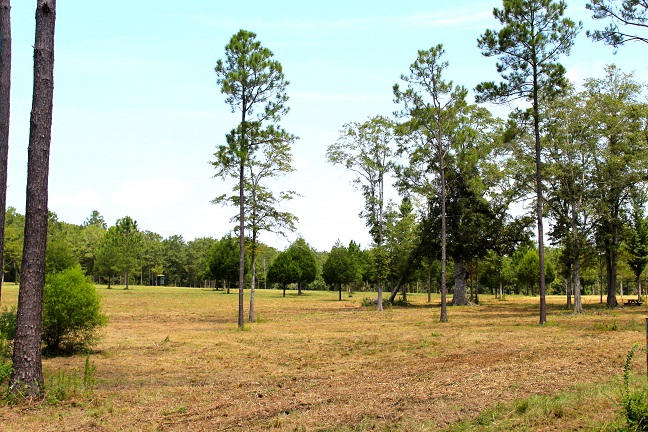 20-ac Christian Life Road DeFuniak Springs, FL 32433 - Photo 21 of 23 a view of a park with large trees