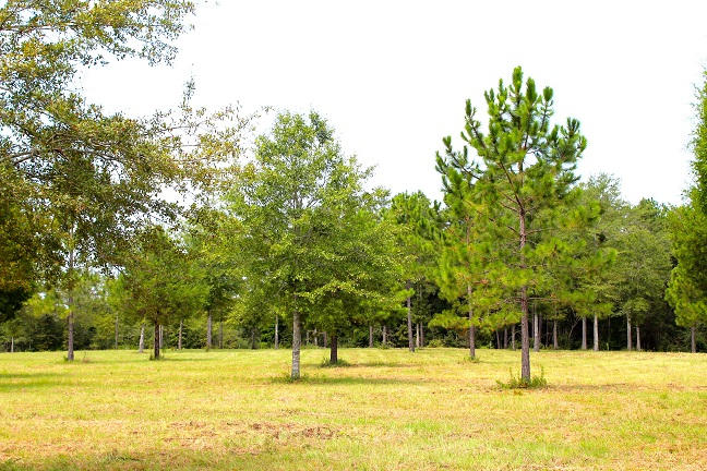 20-ac Christian Life Road DeFuniak Springs, FL 32433 - Photo 8 of 23 a view of a swimming pool with a lawn chairs and trees