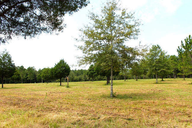 20-ac Christian Life Road DeFuniak Springs, FL 32433 - Photo 9 of 23 a view of a large trees with a big yard