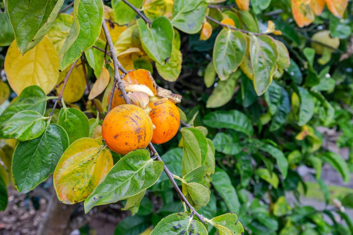 1009 Miramontes Street Half Moon Bay, CA 94019 - Photo 43 of 69 a view of a backyard