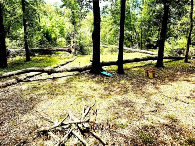 a view of a yard with plants and large trees