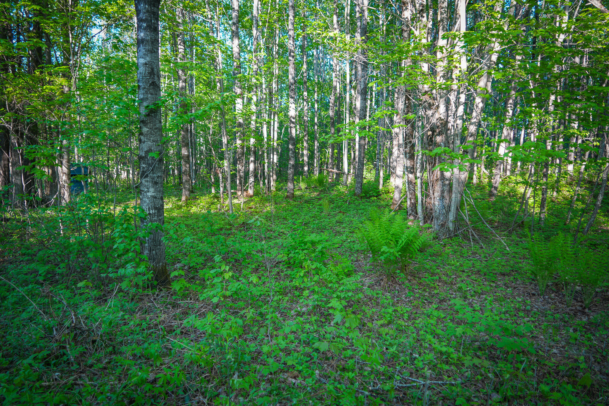 V/l V/l 33rd Road Perkins, MI 49872 - Photo 38 of 70 DSC00064