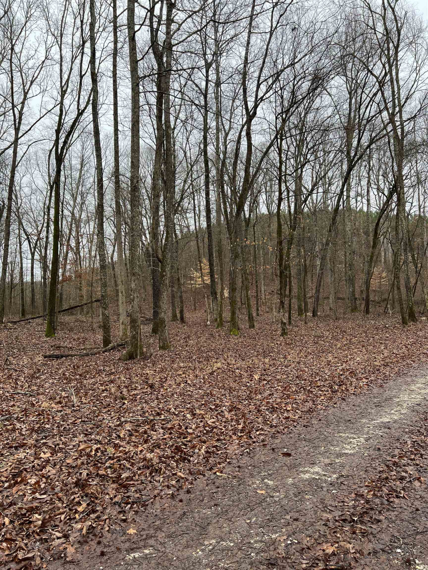 Point Mason (parcel 22) Road Big Sandy, TN 38221 - Photo 1 of 2 Photo 1