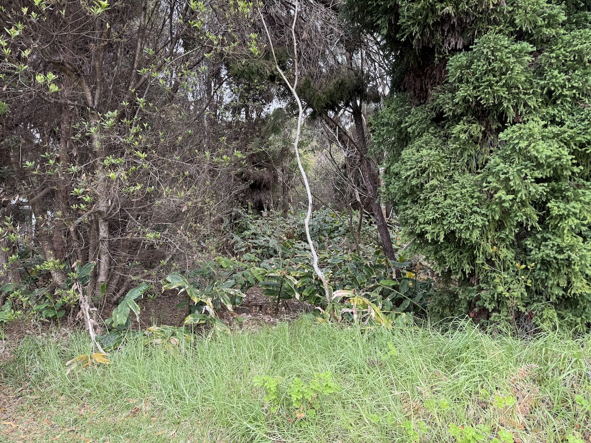 26 Painiu Loop Volcano, HI 96785 - Photo 6 of 9
