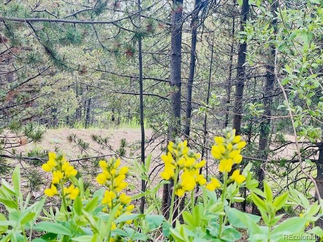 0 Alice Road Idaho Springs, CO 80452 - Photo 4 of 36