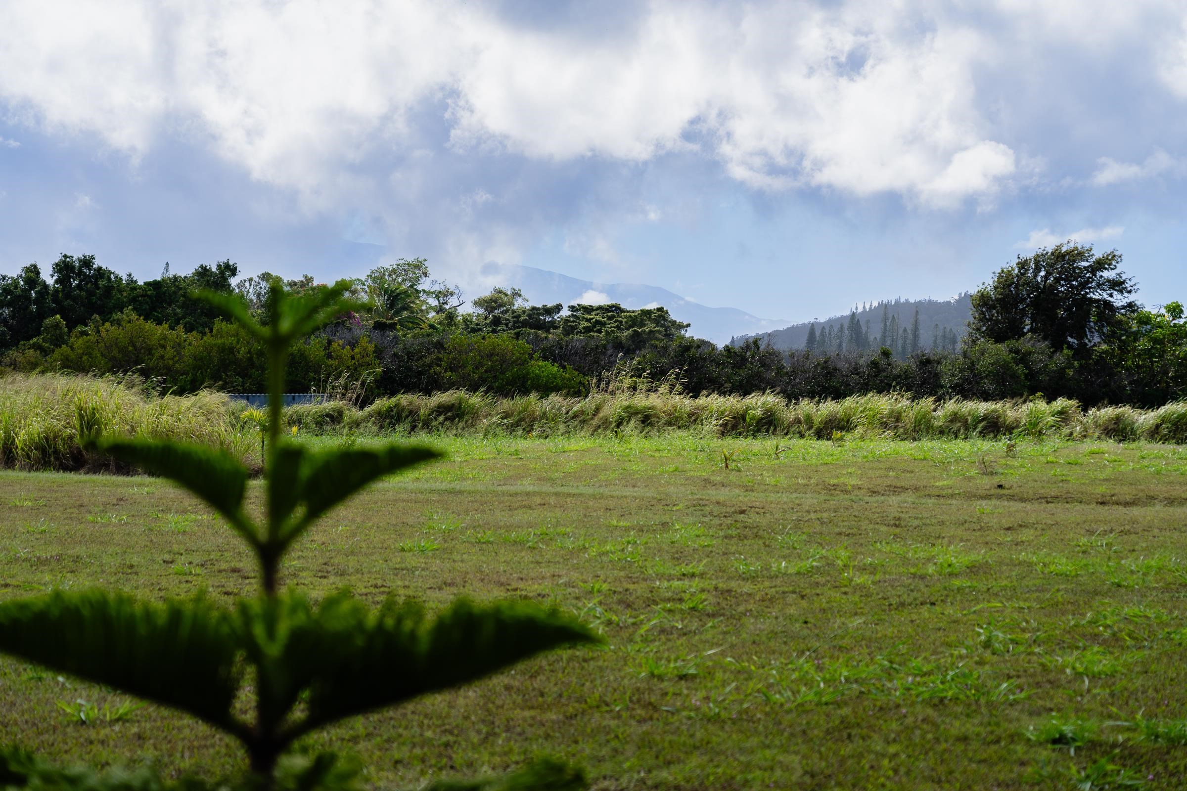 674 Kauaheahe Place, Unit A Haiku, HI 96708 - Photo 5 of 21 a view of a grassy area