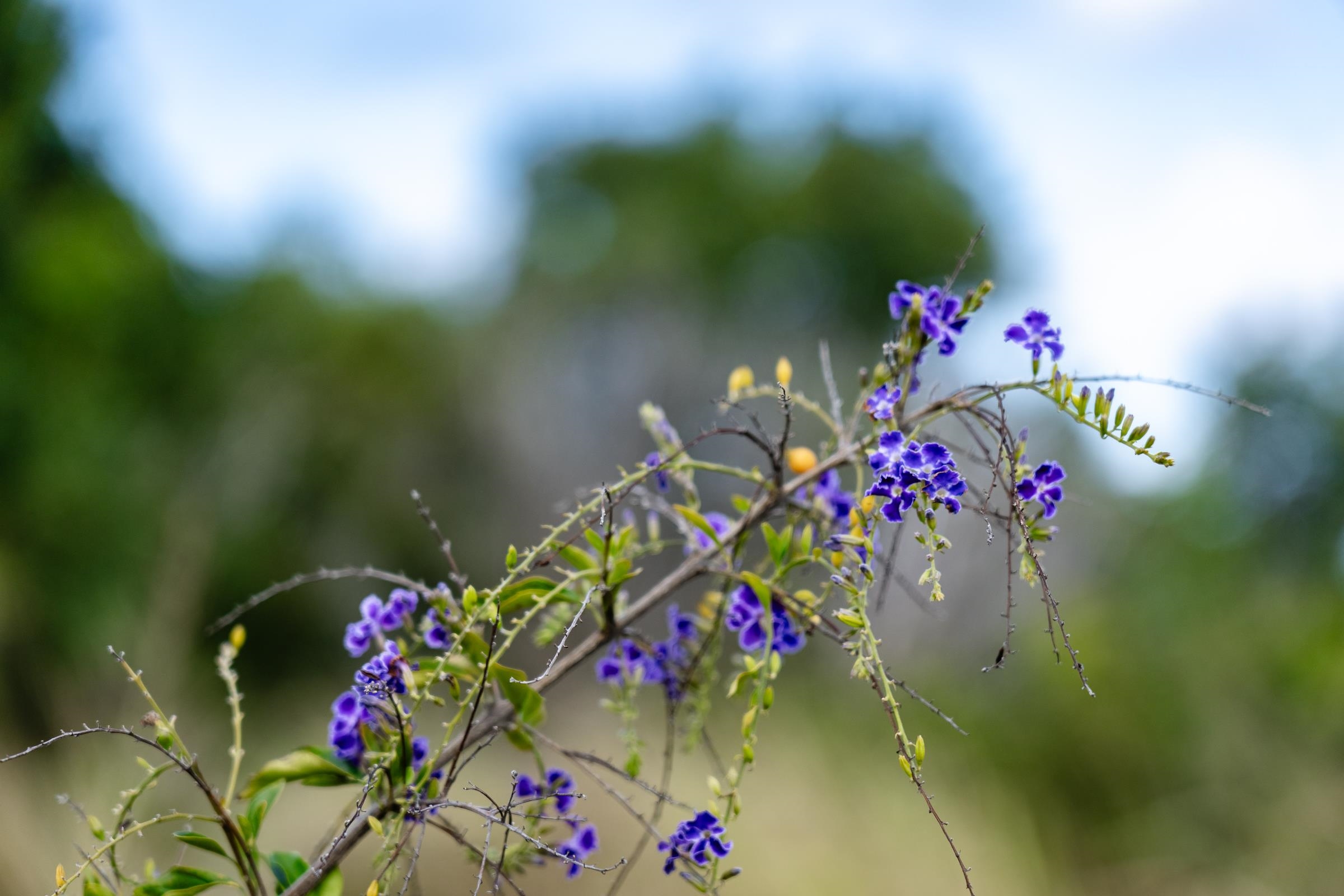 674 Kauaheahe Place, Unit A Haiku, HI 96708 - Photo 9 of 21