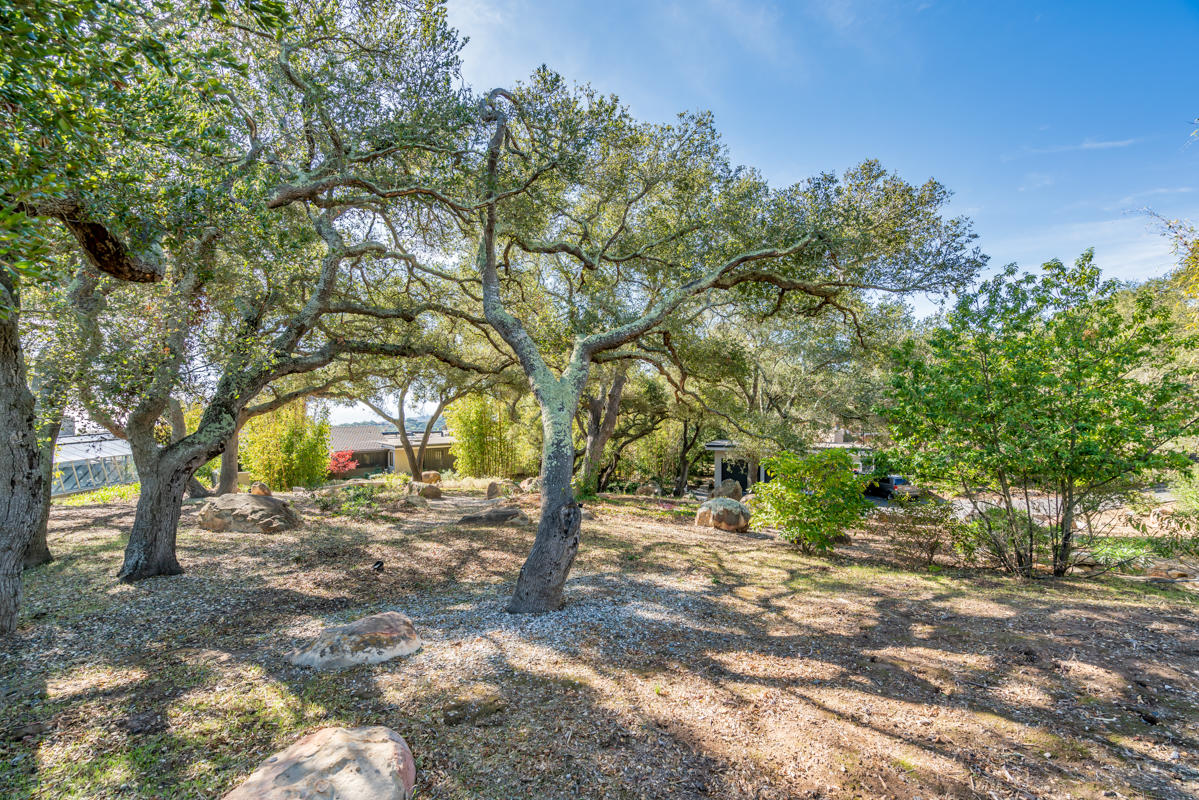 2118 Mt Calvary Road Santa Barbara, CA 93105 - Photo 41 of 55 Beautiful trees 2118 Mt Calvary Rd 93105