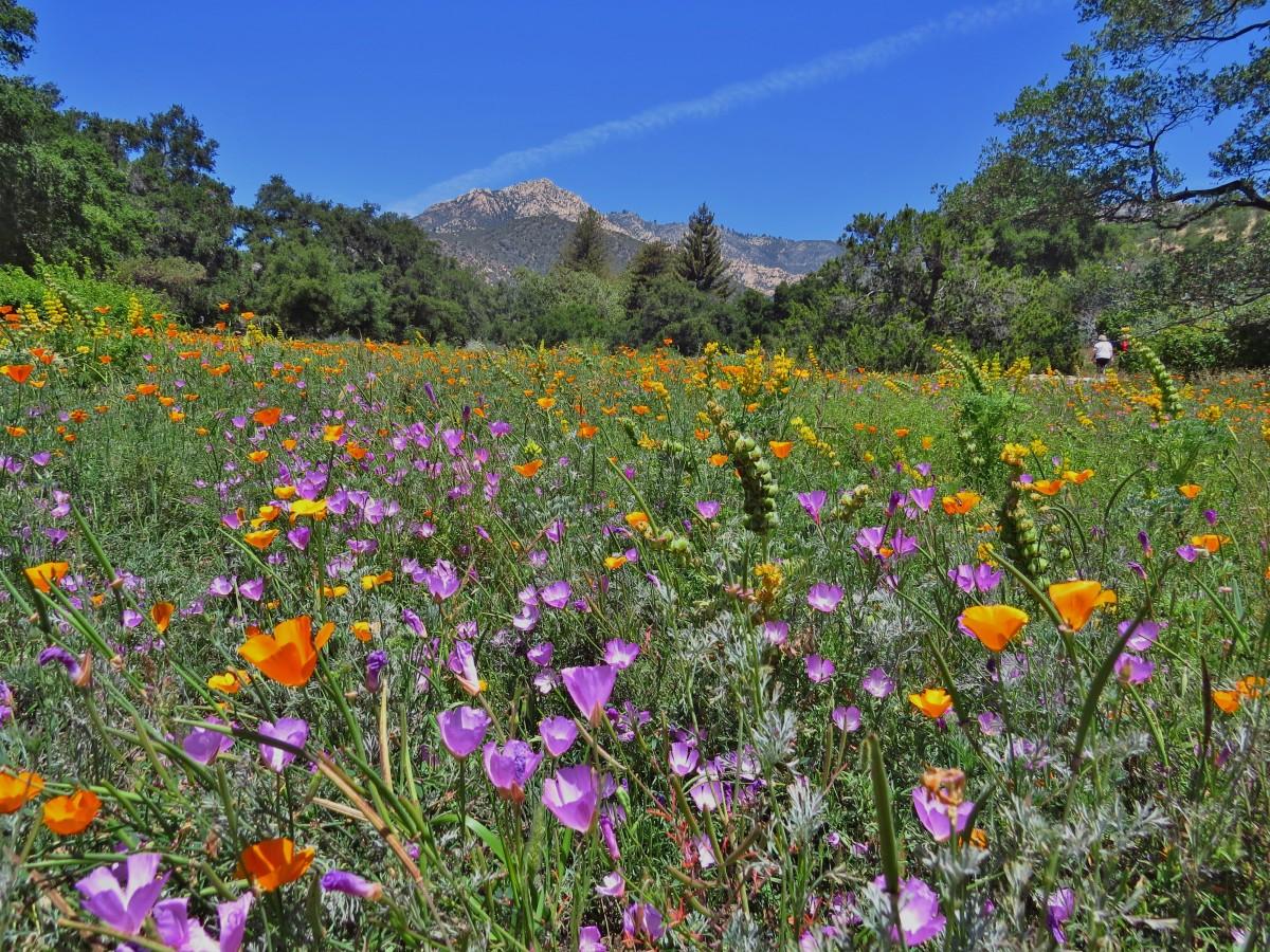 2118 Mt Calvary Road Santa Barbara, CA 93105 - Photo 54 of 55 SB Botanic Gardens