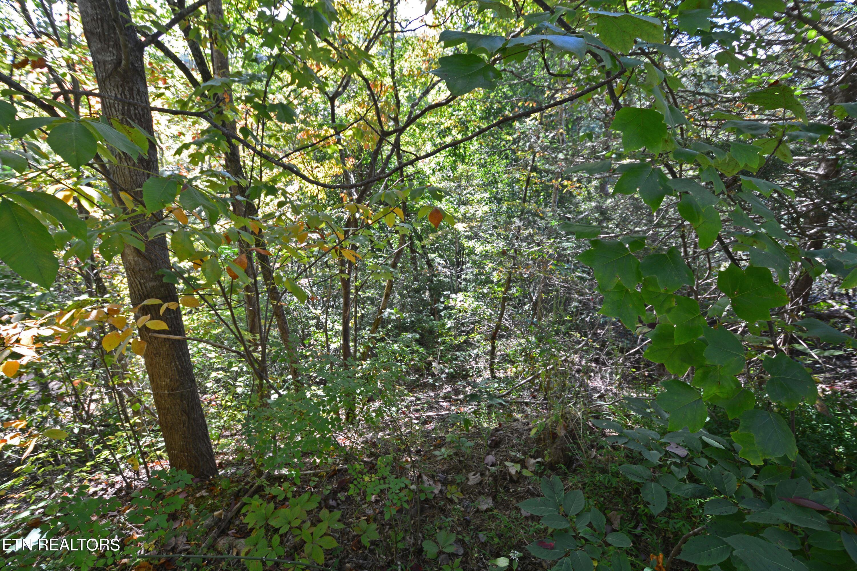 2119 Beach Front Drive Sevierville, TN 37876 - Photo 3 of 7 DSC_9651