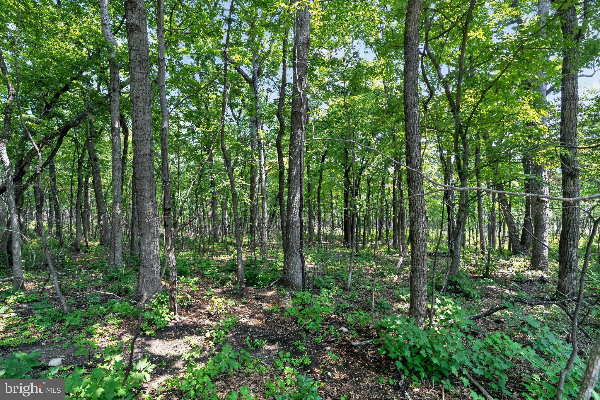 Indian Trail Road Luray, VA 22835 - Photo 20 of 23 Lush green forest teeming with life.