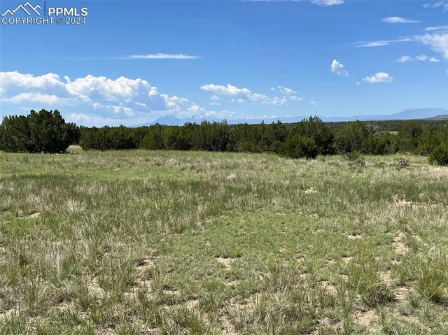 a view of a bunch of trees and sky