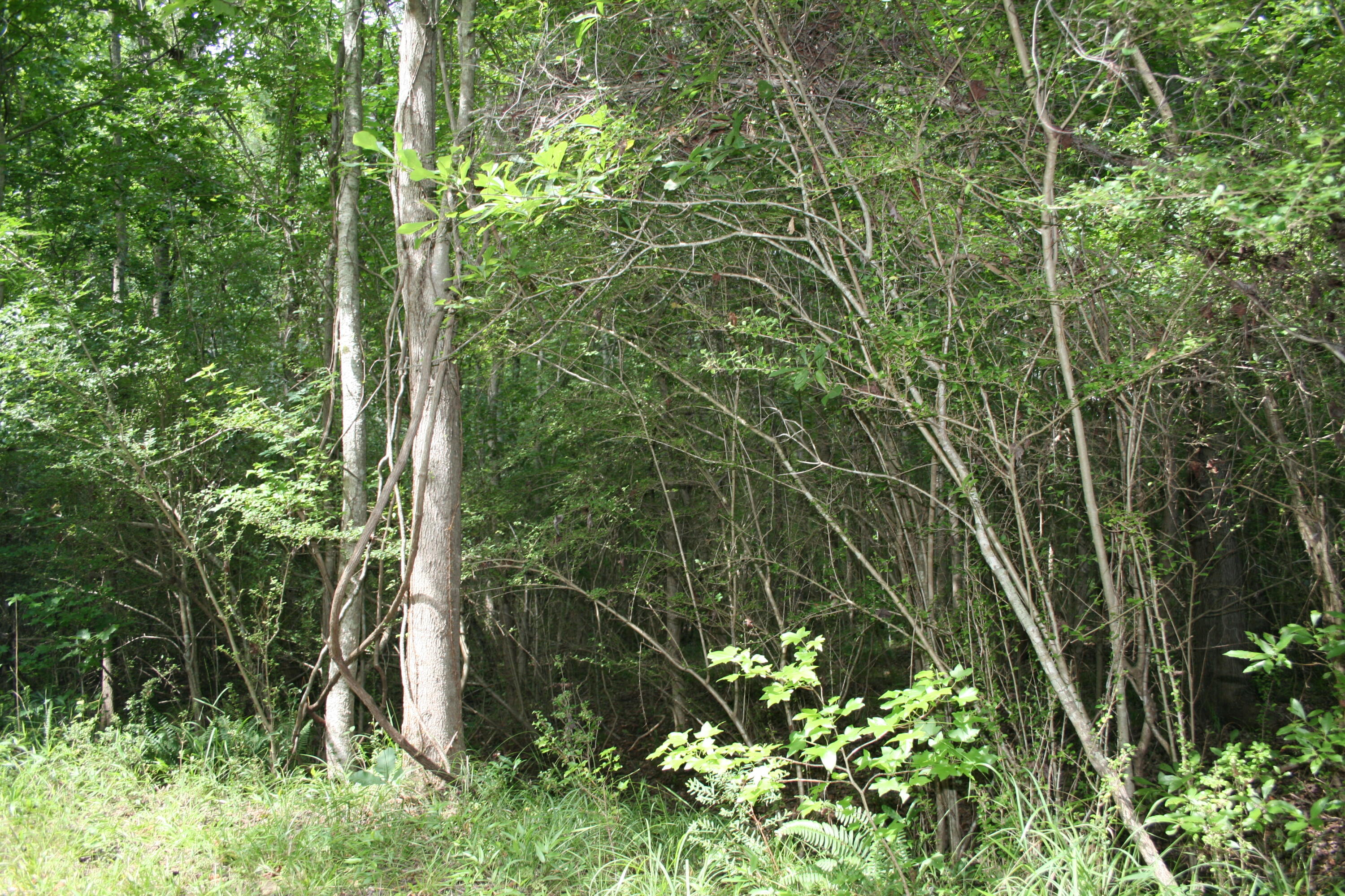 0 Kitfield Road Moncks Corner, SC 29461 - Photo 4 of 8 Kitfield 3