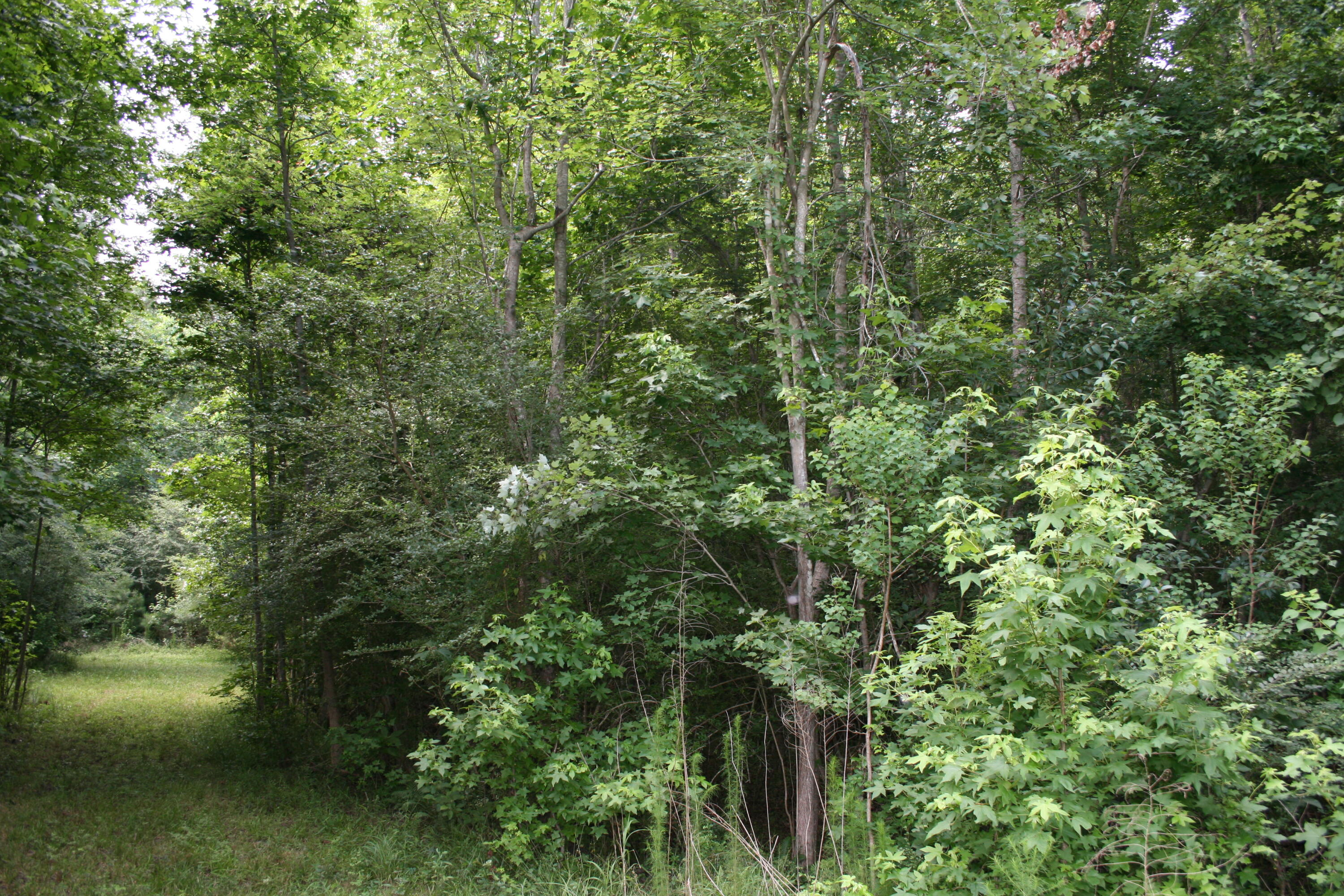 0 Kitfield Road Moncks Corner, SC 29461 - Photo 5 of 8 Kitfield 4