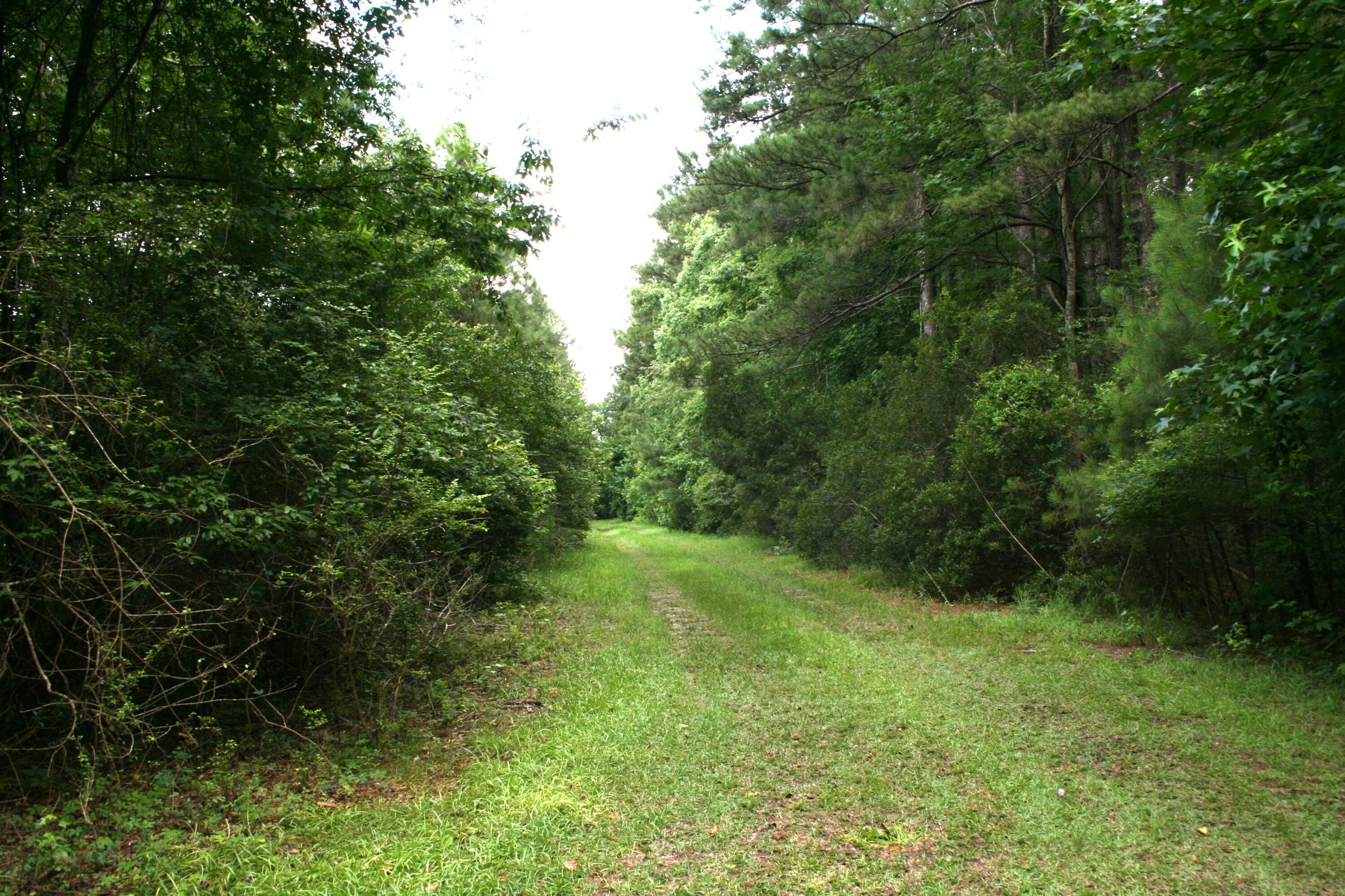 0 Kitfield Road Moncks Corner, SC 29461 - Photo 6 of 8 Kitfield 5