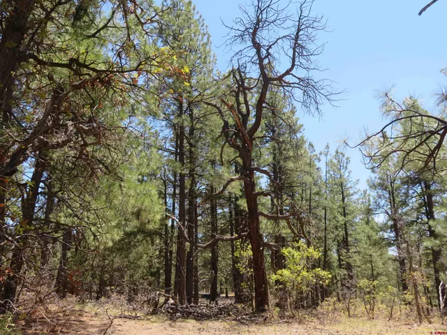 a view of a yard with trees
