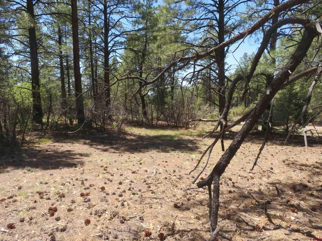 a view of outdoor space with trees