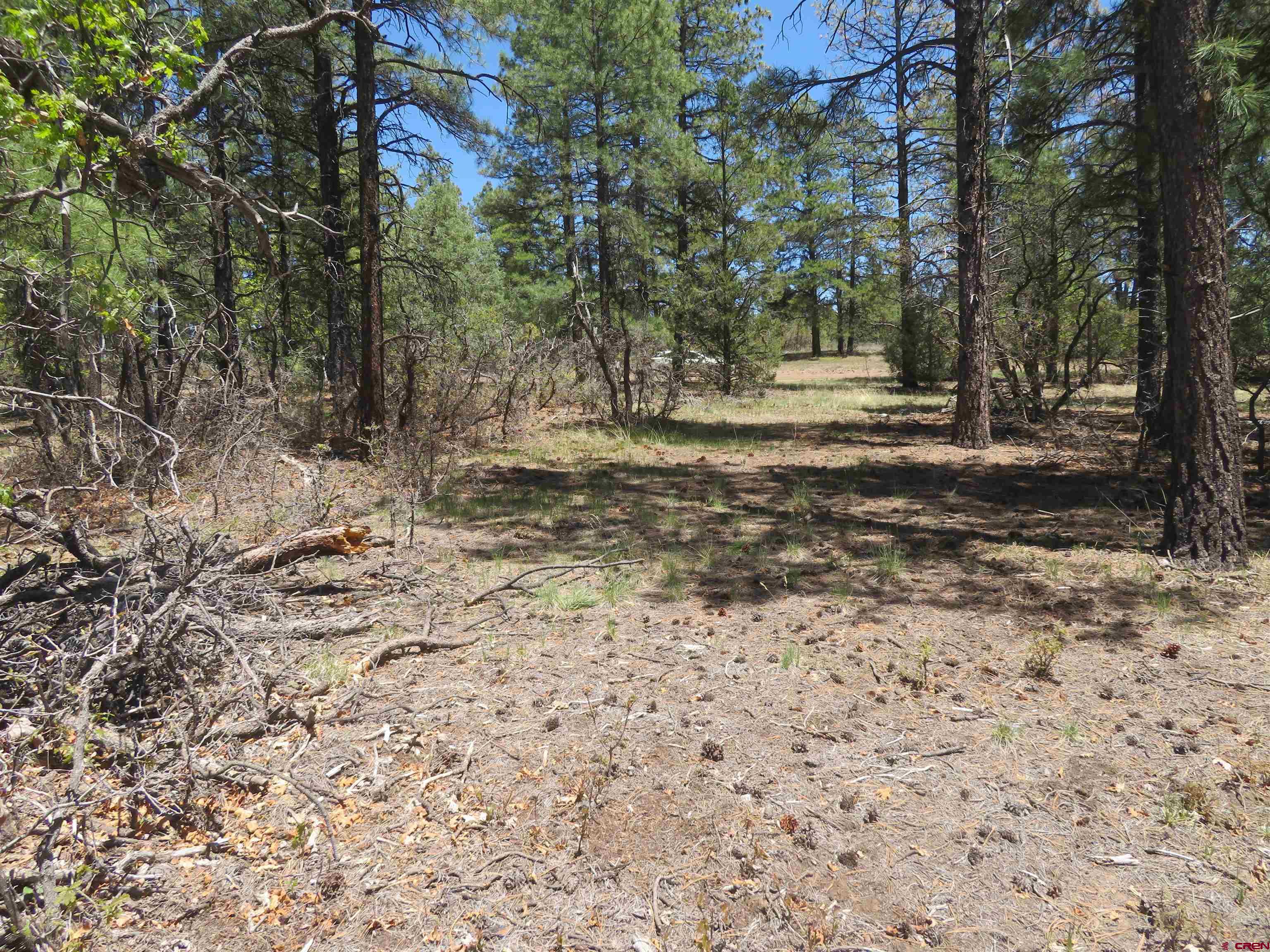 491 Crooked Road Pagosa Springs, CO 81147 - Photo 15 of 18 a view of outdoor space with trees