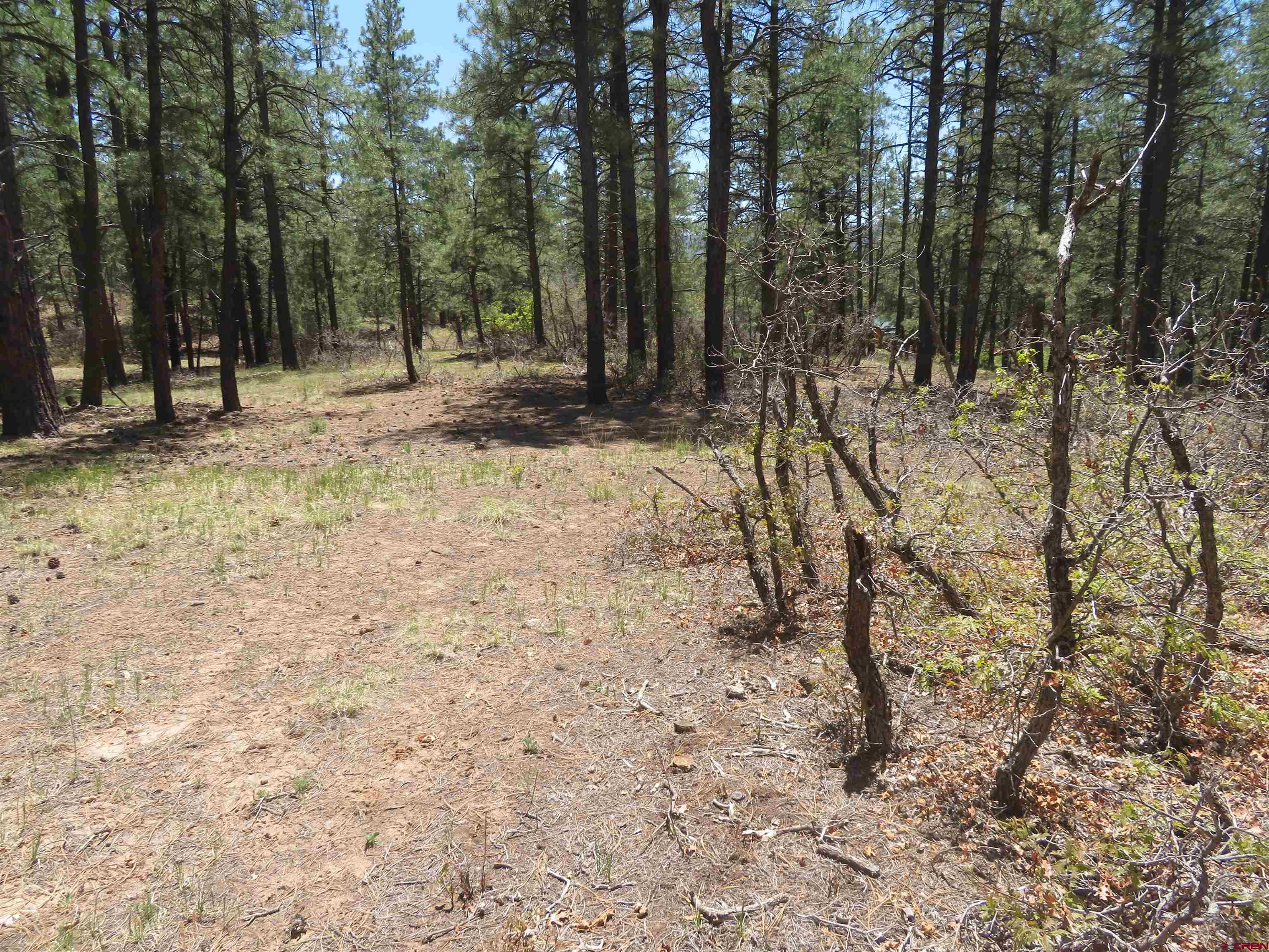 491 Crooked Road Pagosa Springs, CO 81147 - Photo 16 of 18 a view of outdoor space with trees