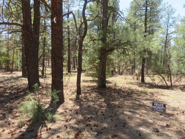 a view of a yard with trees
