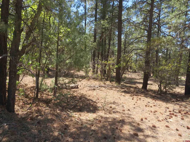 a view of a forest filled with trees