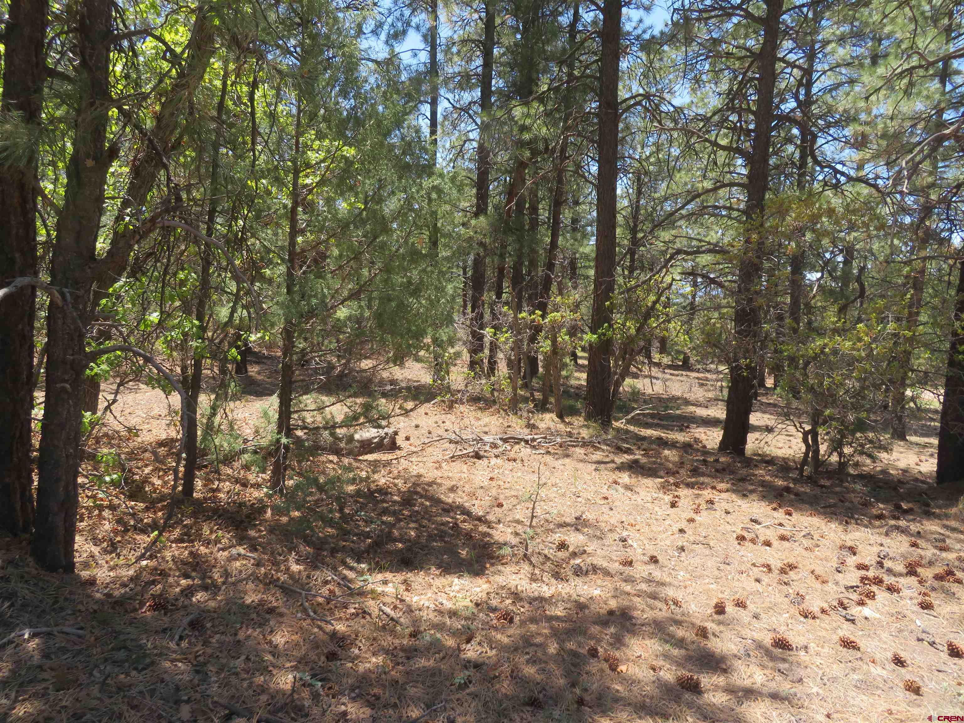 491 Crooked Road Pagosa Springs, CO 81147 - Photo 4 of 18 a view of a forest filled with trees