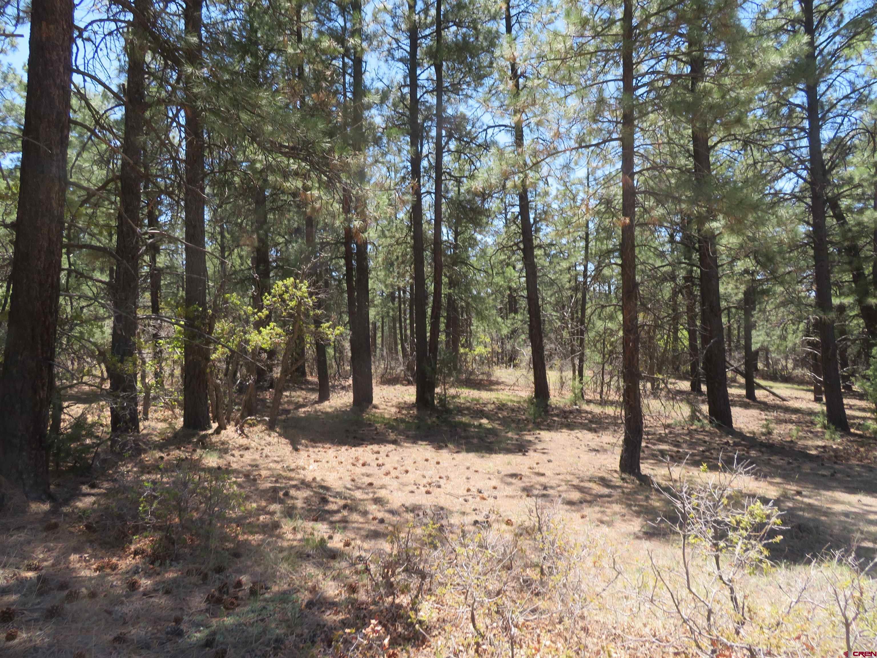 491 Crooked Road Pagosa Springs, CO 81147 - Photo 6 of 18 a view of a forest with trees