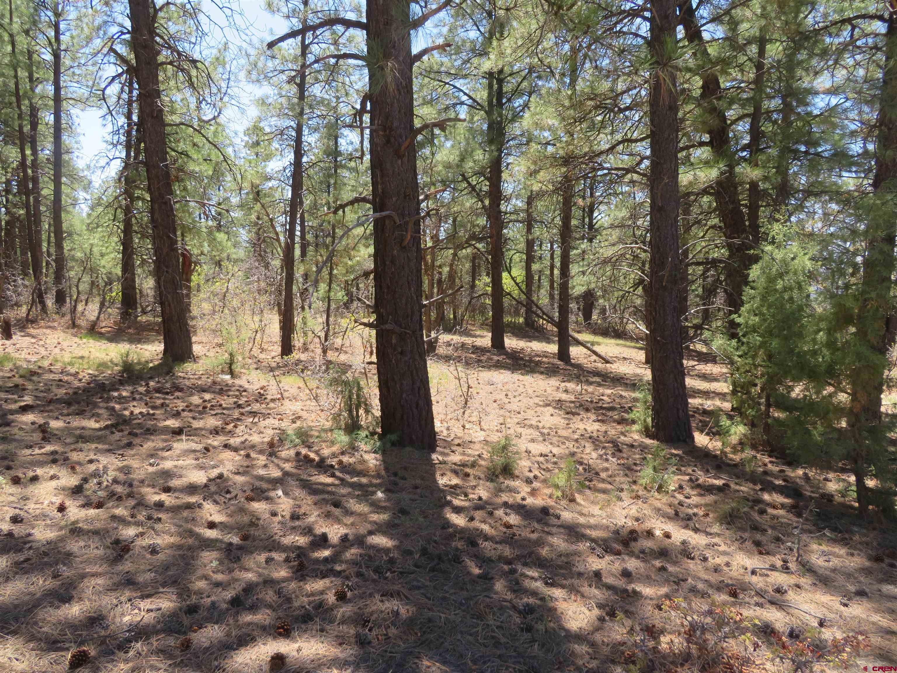 491 Crooked Road Pagosa Springs, CO 81147 - Photo 7 of 18 a view of outdoor space with lots of trees