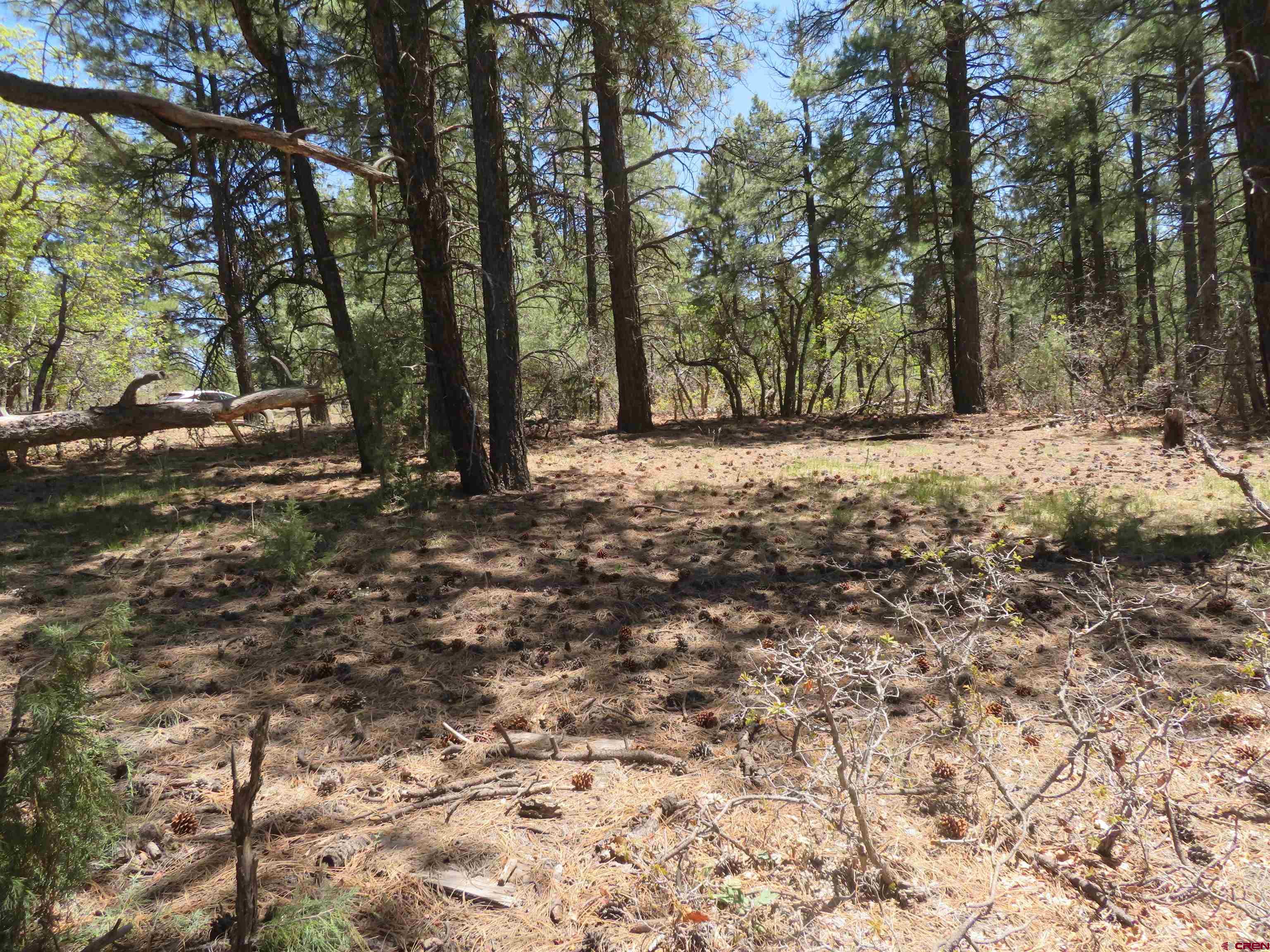 491 Crooked Road Pagosa Springs, CO 81147 - Photo 8 of 18 a big yard with lots of green space