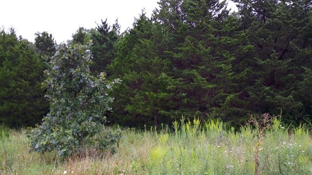 166 County Road Auxvasse, MO 65231 - Photo 24 of 27