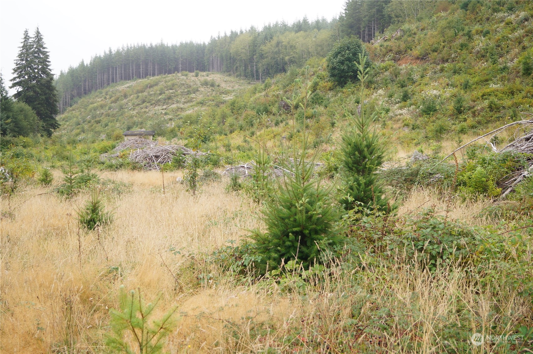 -off Of Wynoochee Valley Road Montesano, WA 98563 - Photo 2 of 8