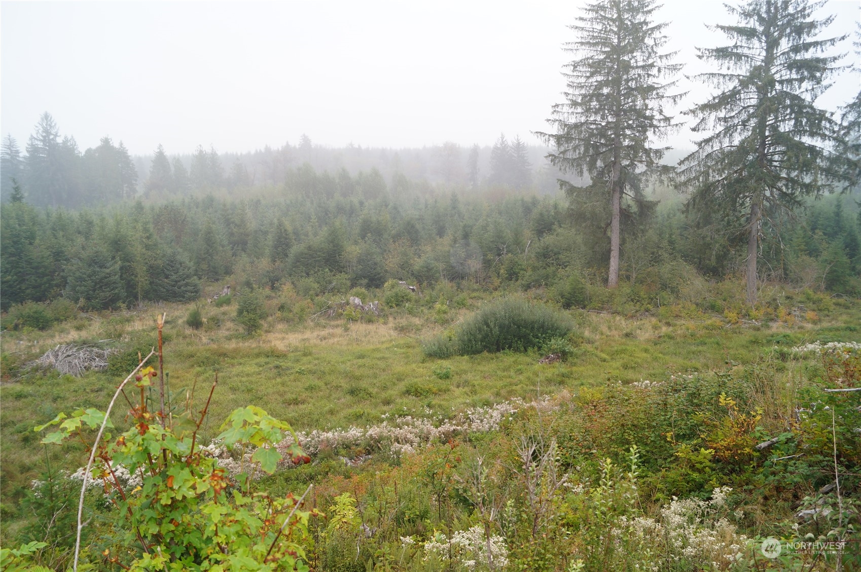 -off Of Wynoochee Valley Road Montesano, WA 98563 - Photo 5 of 8